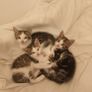 Kittens Image 3