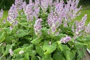 (S) Clary Sage seeds 0.5g (184298)