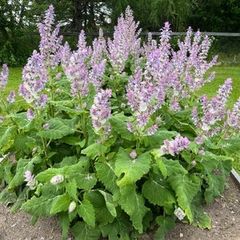 (S) Clary Sage seeds 0.5g (184298)