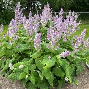 (S) Clary Sage seeds 0.5g (184298)