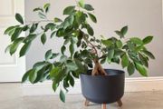 Ficus ginseng