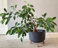 Ficus ginseng