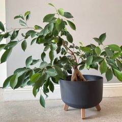 Ficus ginseng