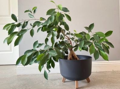 Ficus ginseng