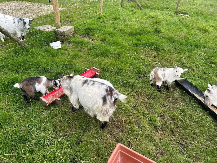 Pet Poly Pygmy Goats