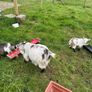Pet Poly Pygmy Goats Image 9