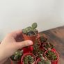 Mini jade plant succulent house plant Image 2