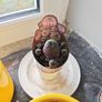 cacti Image 2