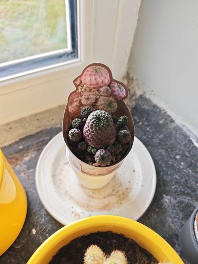 cacti