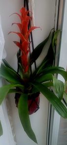 Hanging plants