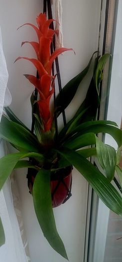 Hanging plants