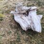 driftwood Image 5