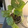 Calathea Orbifolia Plant with Ceramic Planter Image 2
