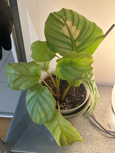 Calathea Orbifolia Plant with Ceramic Planter