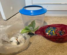fish bowl