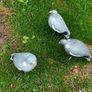 decoys Image 6
