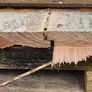 Hardwood timber Image 3