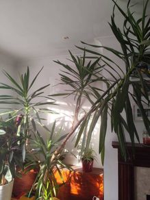 yucca plant