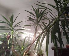 yucca plant
