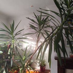 yucca plant