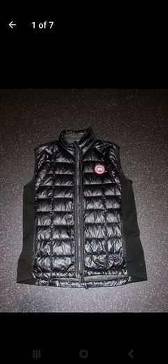 canada goose