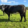 Incalf heifers Image 3