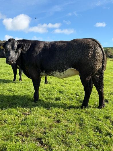 Incalf heifers