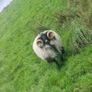 3 Age Rams (2x Cheviot + 1 Mountain Blackface Image 7