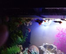 Guppies