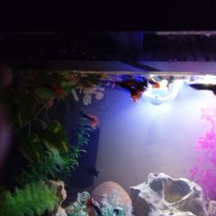 Guppies