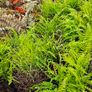 Large Ferns Three Euros Image 9