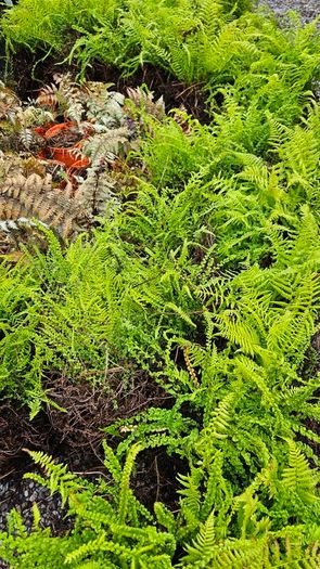 Large Ferns Three Euros
