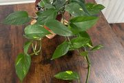 Golden pathos house plant