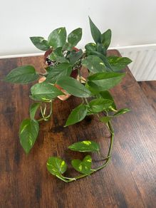 Golden pathos house plant