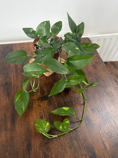 Golden pathos house plant