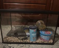 Fish Tank