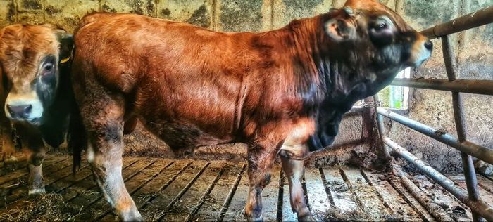 Aubrac bulls
