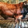 Aubrac bulls Image 4