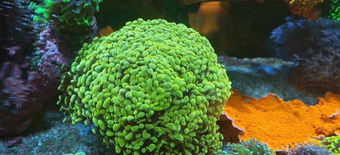 hammer corals frags/colonies