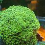 hammer corals frags/colonies Image 3