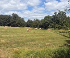 Hay