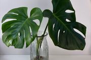 indoor plant