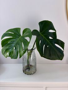 indoor plant