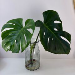 indoor plant