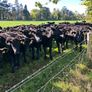 50 Aa Heifers Image 2
