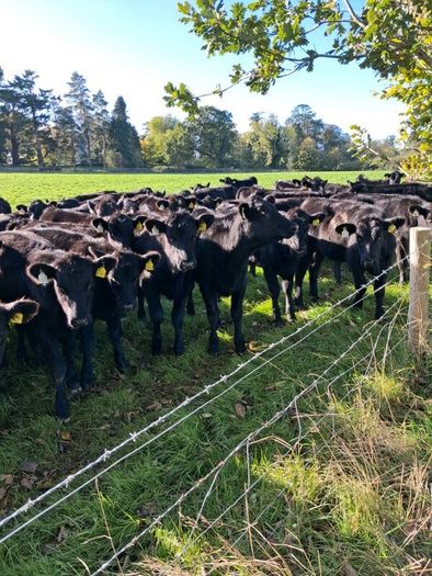 50 Aa Heifers