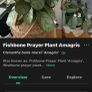 plant wishbone prayer plant Image 6
