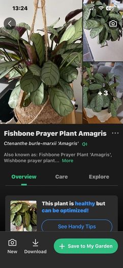plant wishbone prayer plant