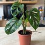 Monstera Adansonii Monkey Mask Houseplant Image 2
