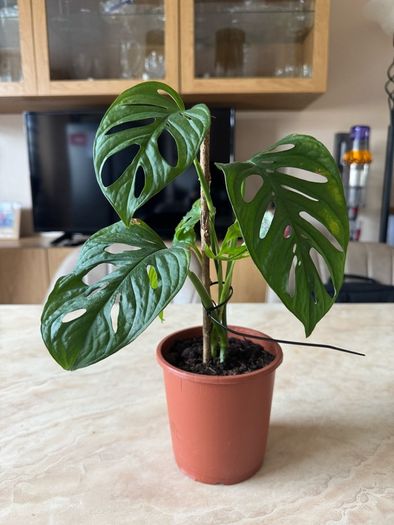 Monstera Adansonii Monkey Mask Houseplant